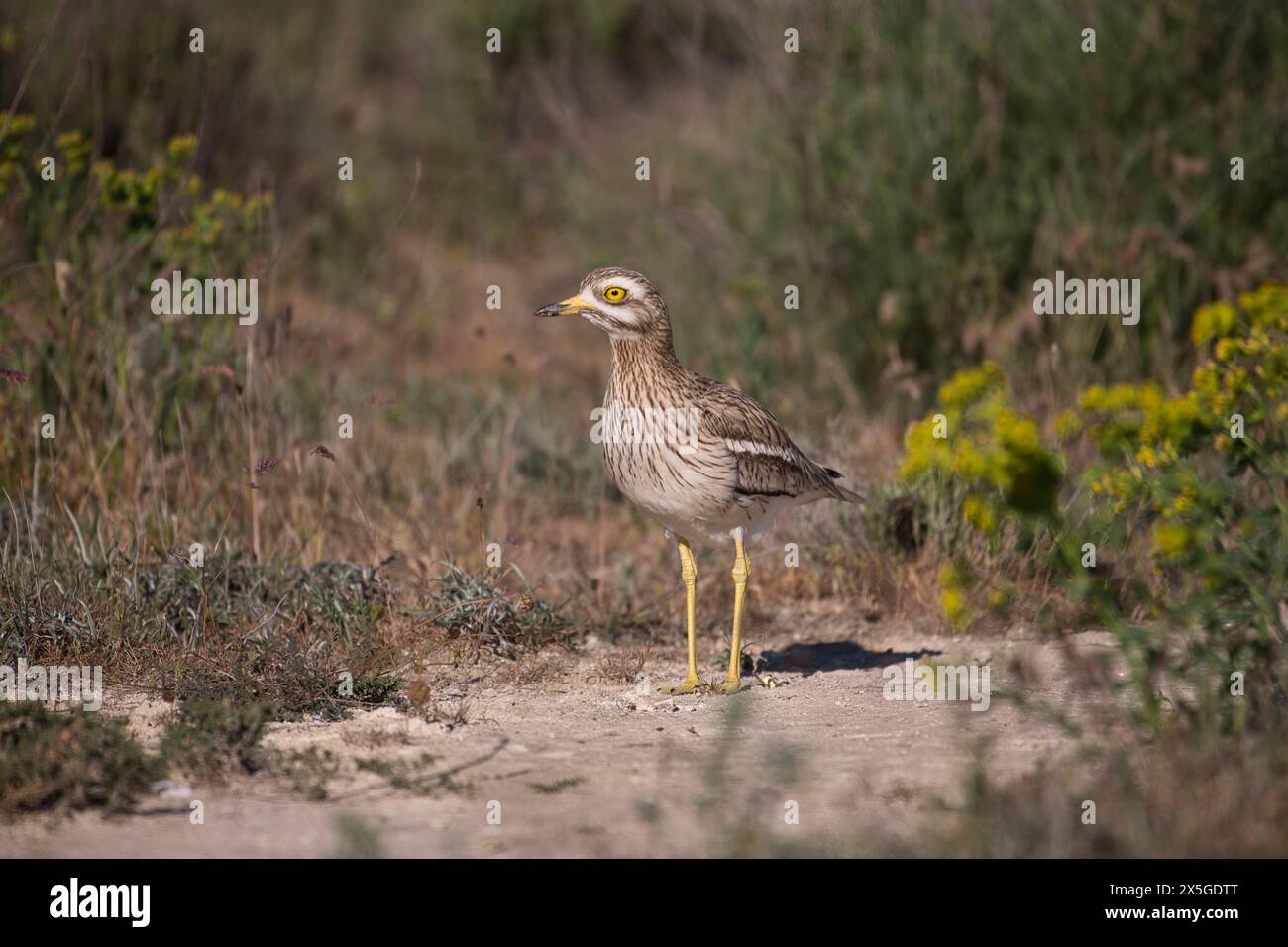 Pietra (curlew Burhinus oedicnemus) Foto Stock