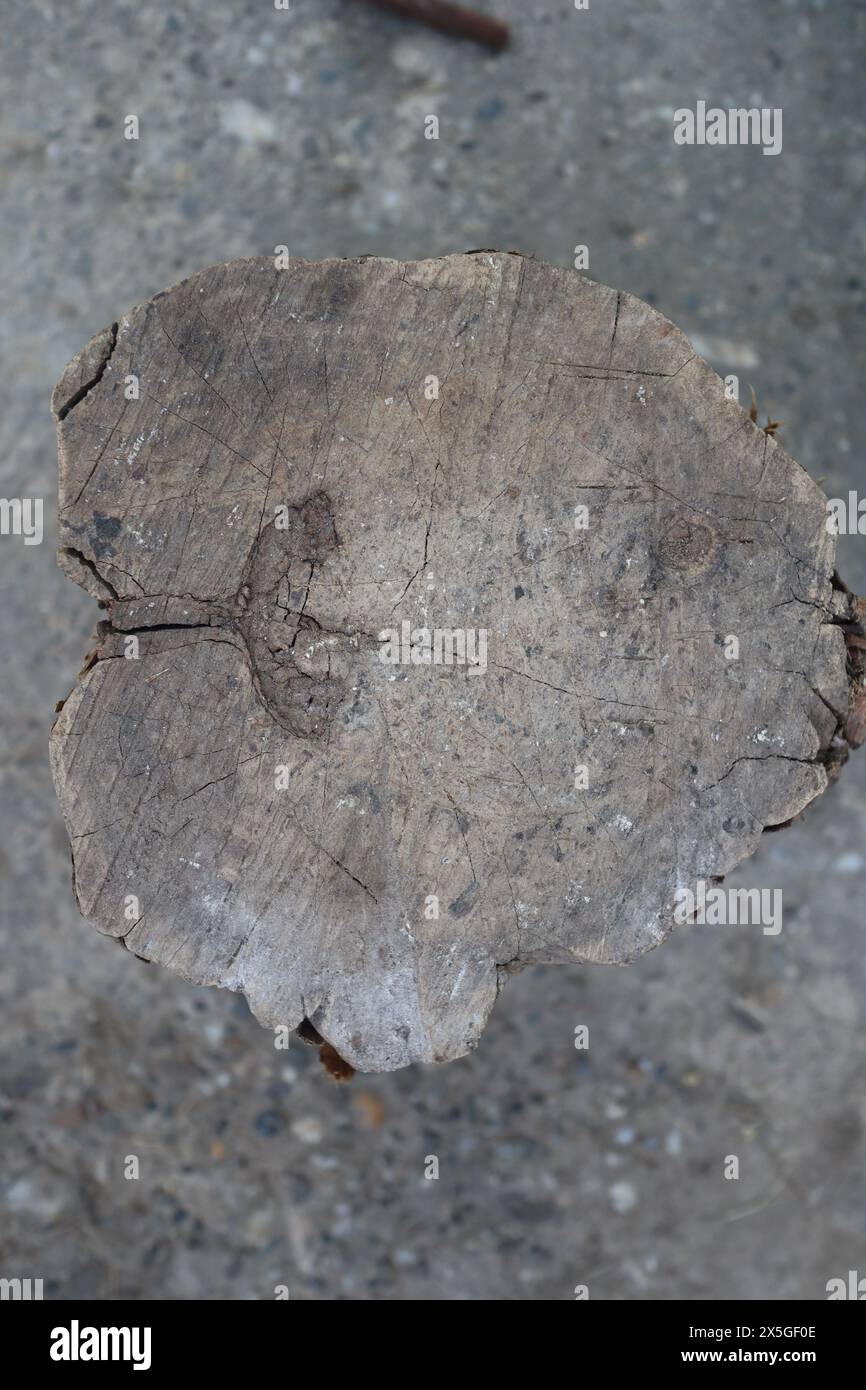 Struttura in legno con motivi naturali, utilizzabile come sfondo Foto Stock