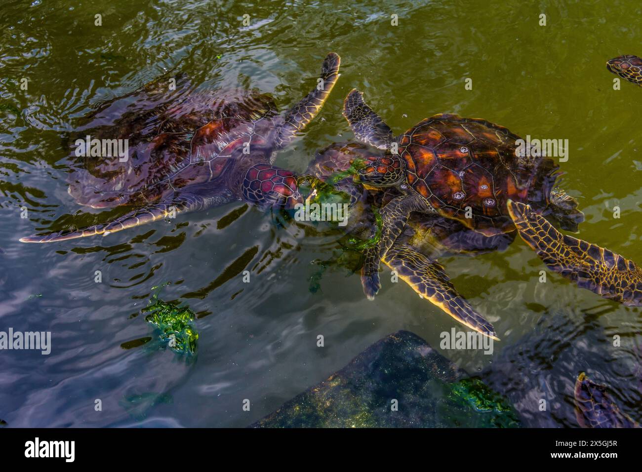 Giovani tartarughe marine che vivono in una fattoria in Africa protetta mentre si nutrono di alghe marine Foto Stock