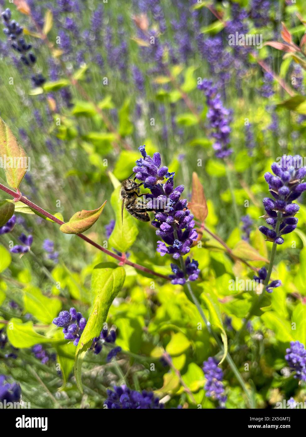 Biene sammelt Nektar an einer lila Lavendelblüte Foto Stock