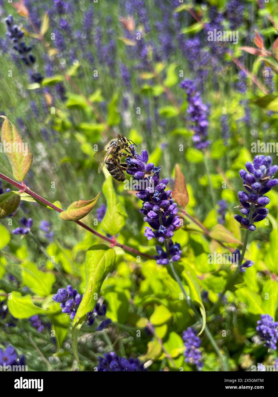 Biene sammelt Nektar an einer lila Lavendelblüte Foto Stock