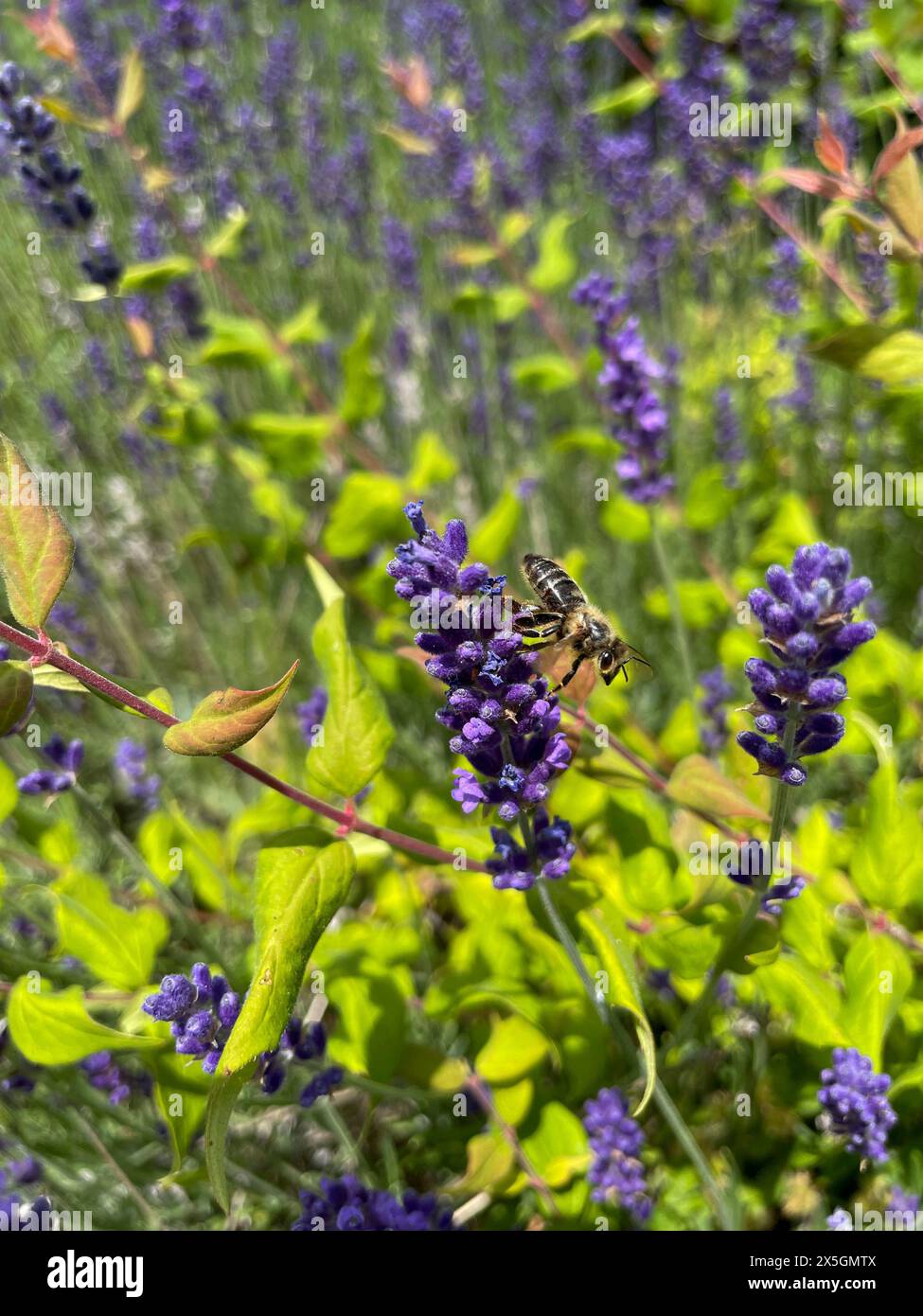 Biene sammelt Nektar an einer lila Lavendelblüte Foto Stock