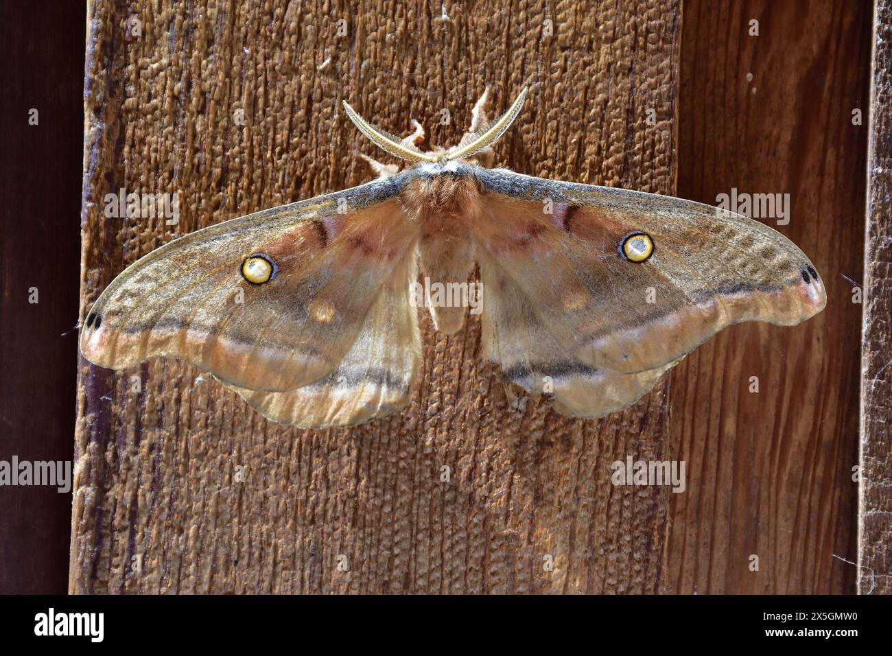 Primo piano della falena notturna. Dettagli dell'antenna Foto Stock