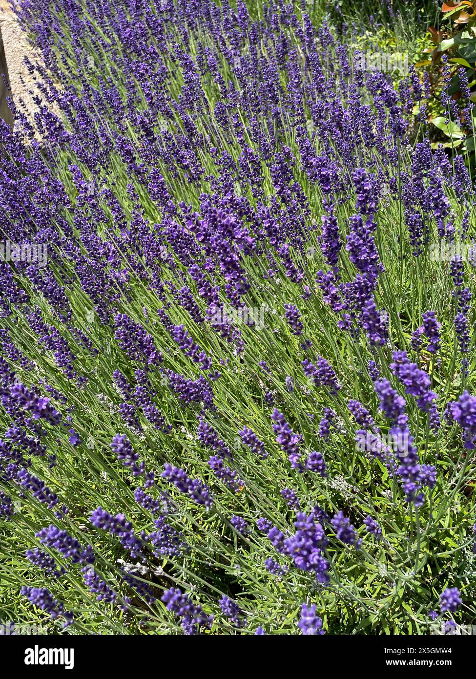 Lavendel Feld mit Lila Blüten in der Provence Foto Stock
