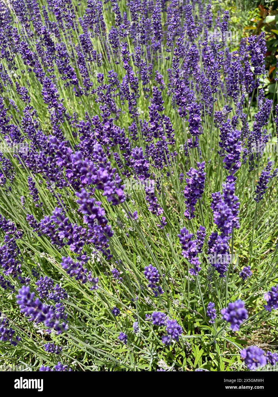 Lavendel Feld mit Lila Blüten in der Provence Foto Stock