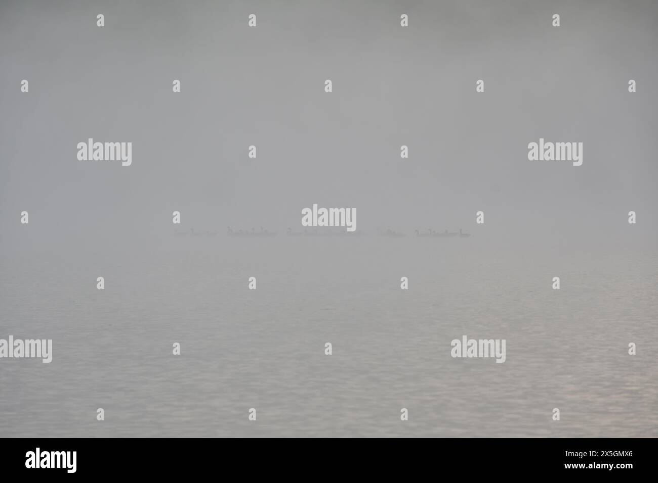 Parco nazionale la Mauricie, lago Wapizagonke, la mattina presto. Oca si nasconde nella nebbia Foto Stock