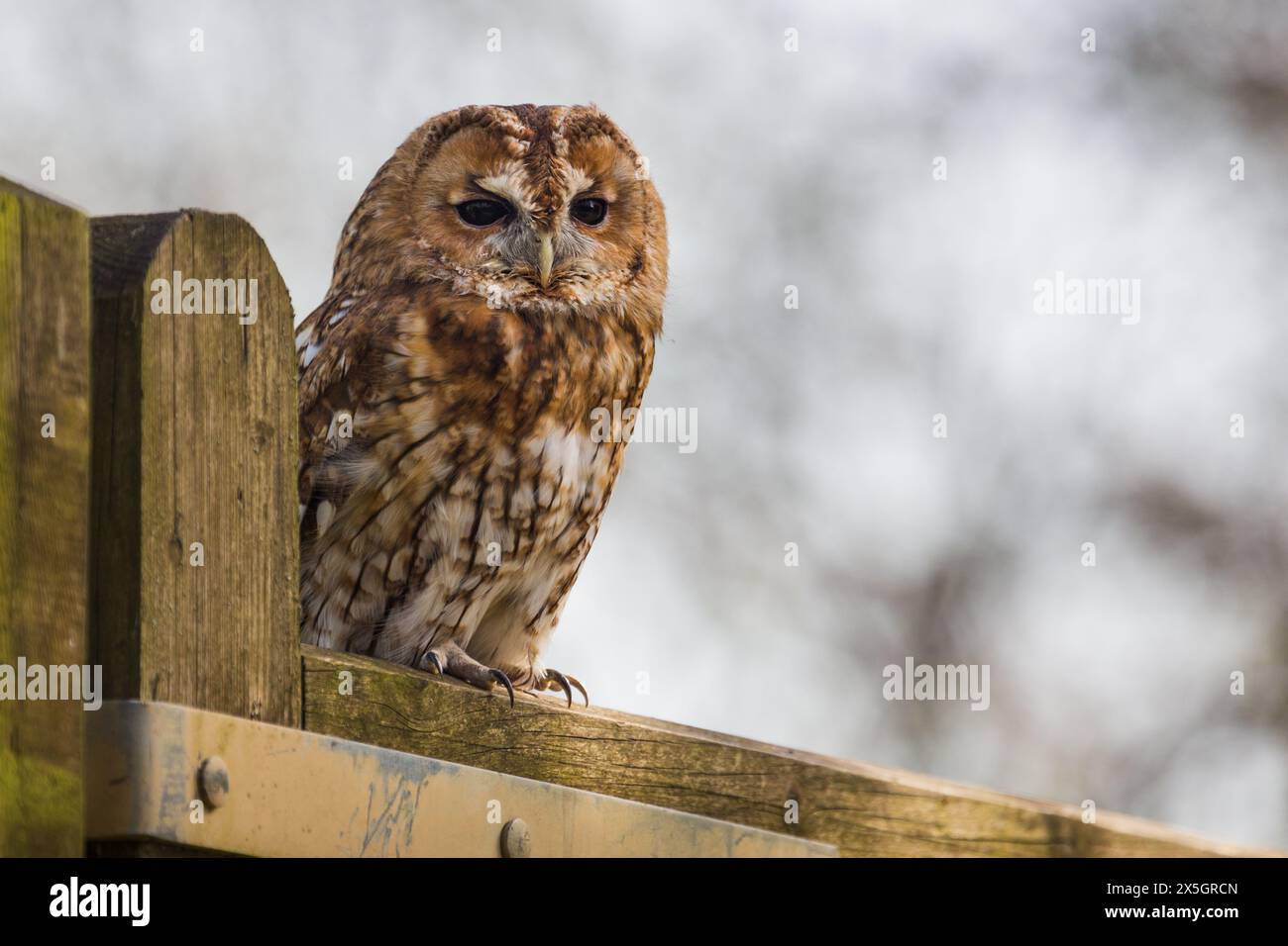Captive Tawny Owl (Strix aluco) seduto su un cancello di legno durante il giorno al British Wildlife Centre, Newchapel, Lingfield, Surrey, Regno Unito. Foto Stock