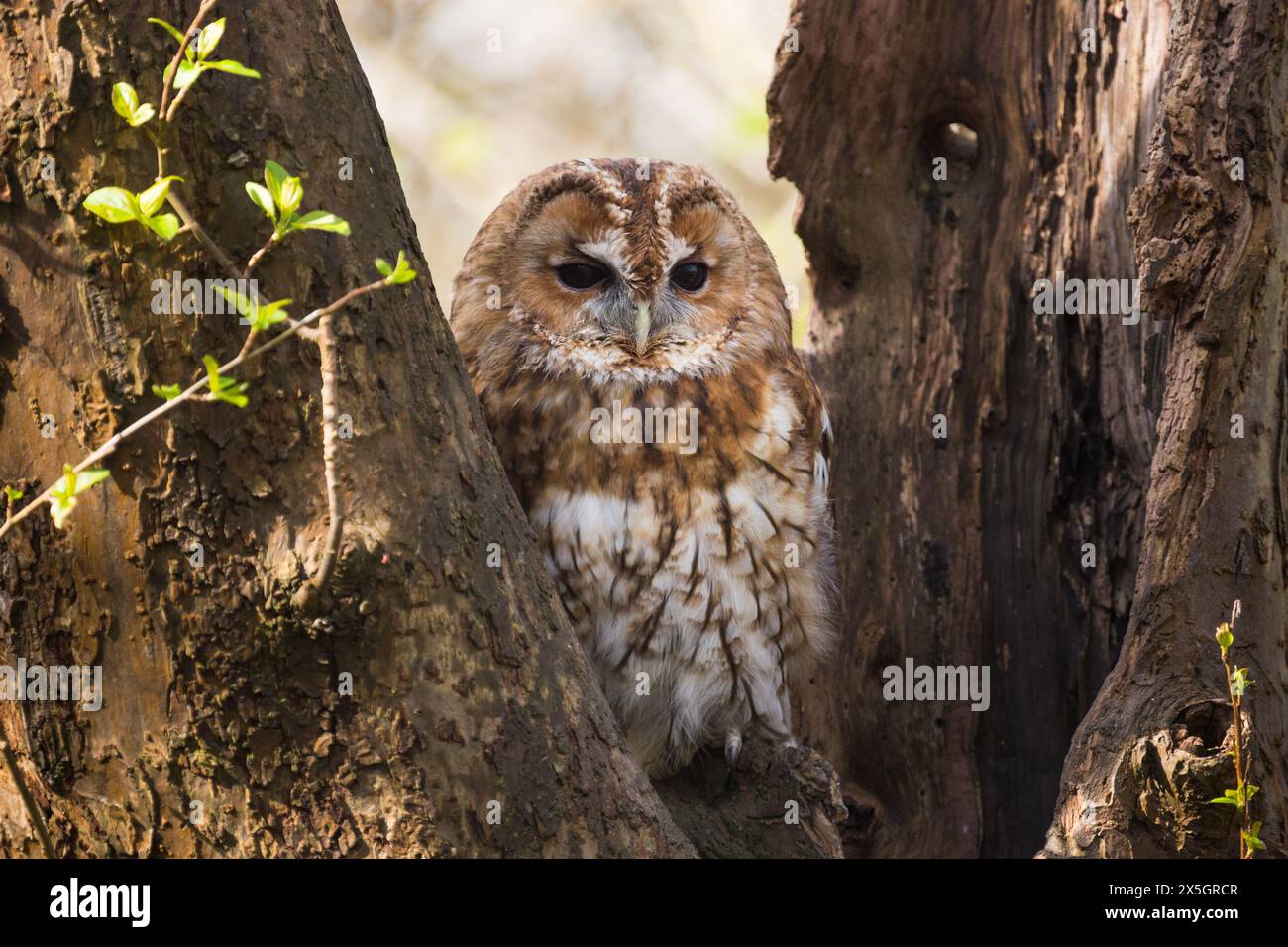 Captive Tawny Owl (Strix aluco) seduto sull'albero durante il giorno al British Wildlife Centre, Newchapel, Lingfield, Surrey, Regno Unito. Foto Stock