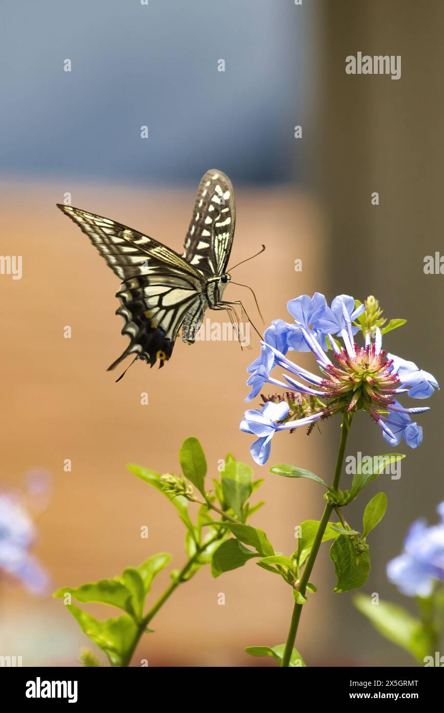 Squisita farfalla gialla e nera a coda di rondine che riposa leggermente su un fiore blu. Foto Stock