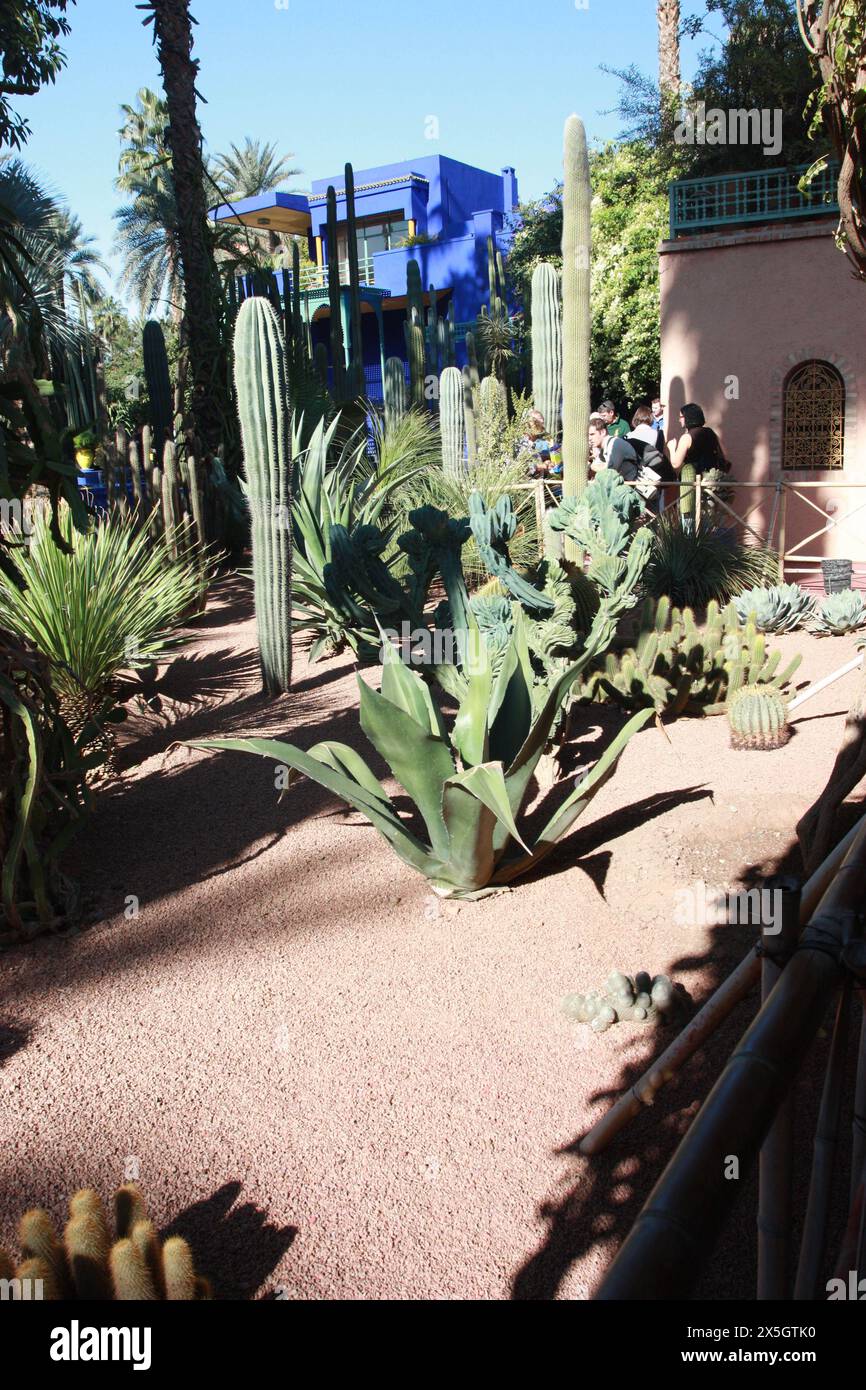 Giardini Majorelle, Marrakech Marocco, YSL Foto Stock