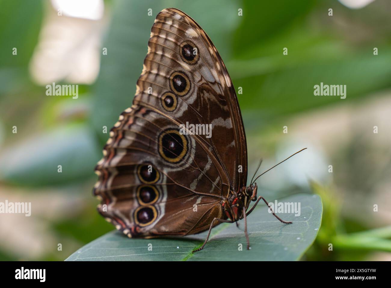 Primo piano della splendida farfalla Blue Morpho atterra su una foglia verde nell'atrio delle farfalle Foto Stock