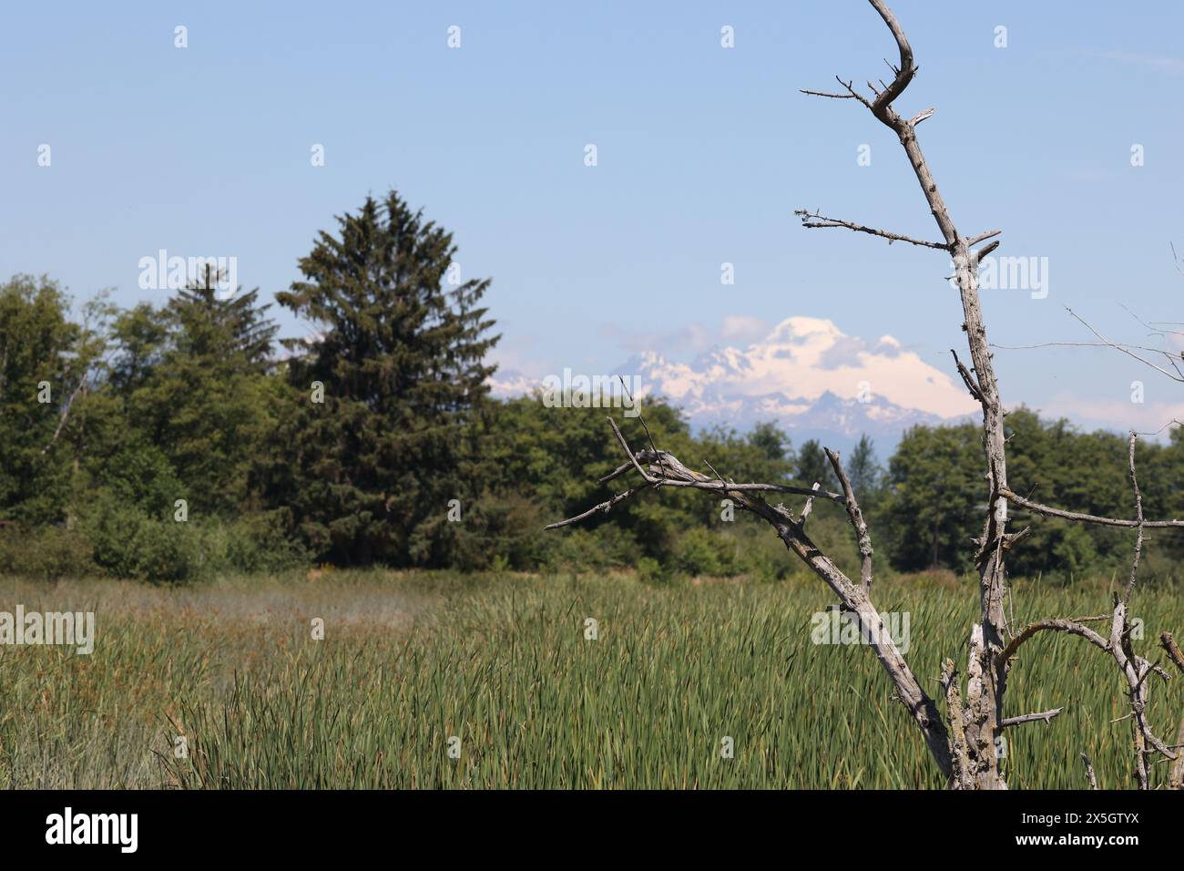 Vista incorniciata del Monte Baker, Washington Foto Stock