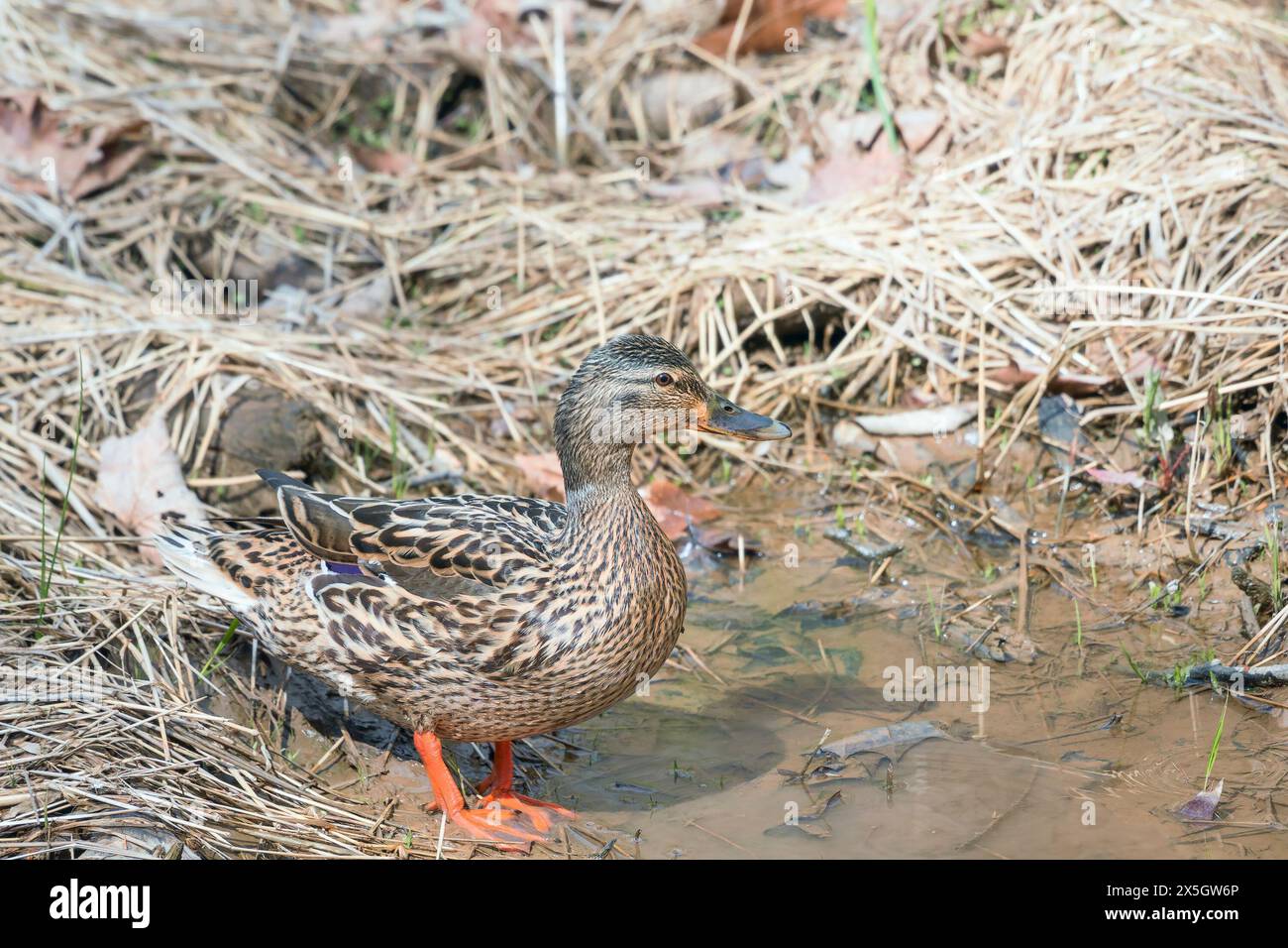 Female Mallard (Anas platyrhynchos) nel Chesapeake e nel parco storico nazionale del canale dell'Ohio. Maryland. STATI UNITI Foto Stock