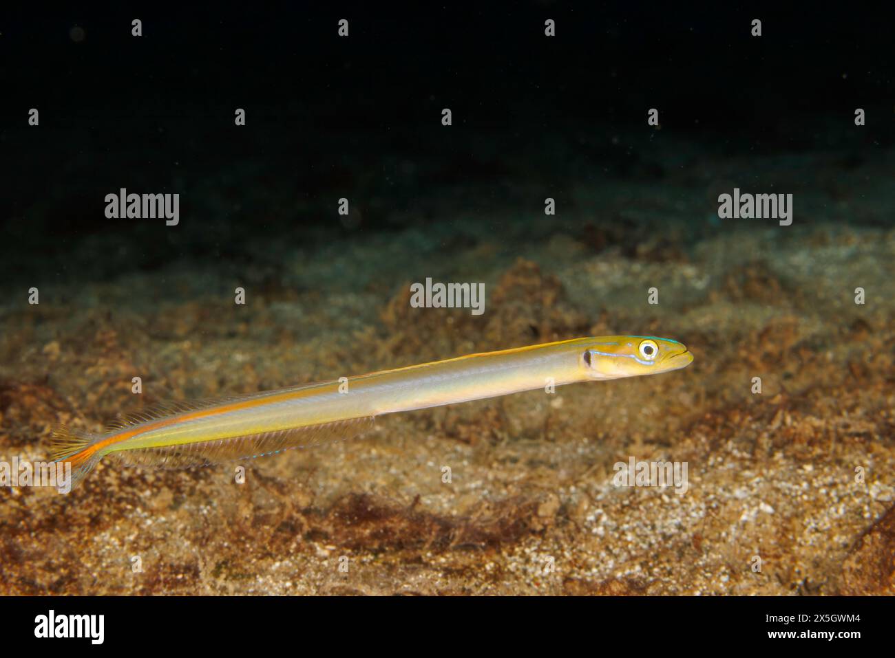 Il pesce verme onespota, Gunnellichthys monostigma, si trova in acque tropicali poco profonde, sia marine che salmastre, spesso scavate nel fango estuario, Guam Foto Stock