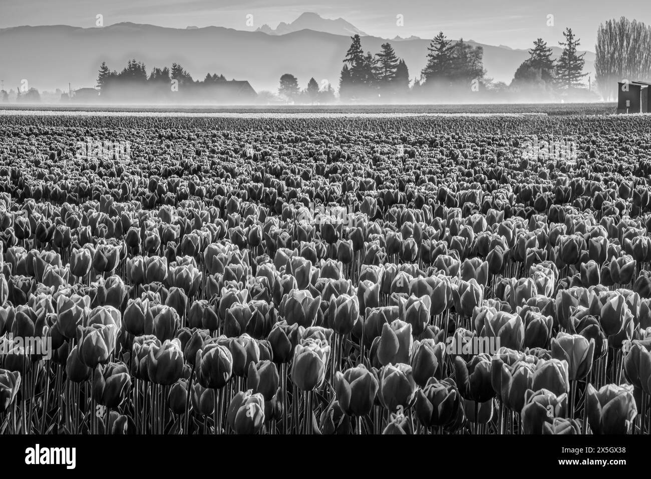WA25182-00...WASHINGTON -campo di tulipani della Skagit Valley in fiore con il Monte Baker sullo sfondo. Foto Stock