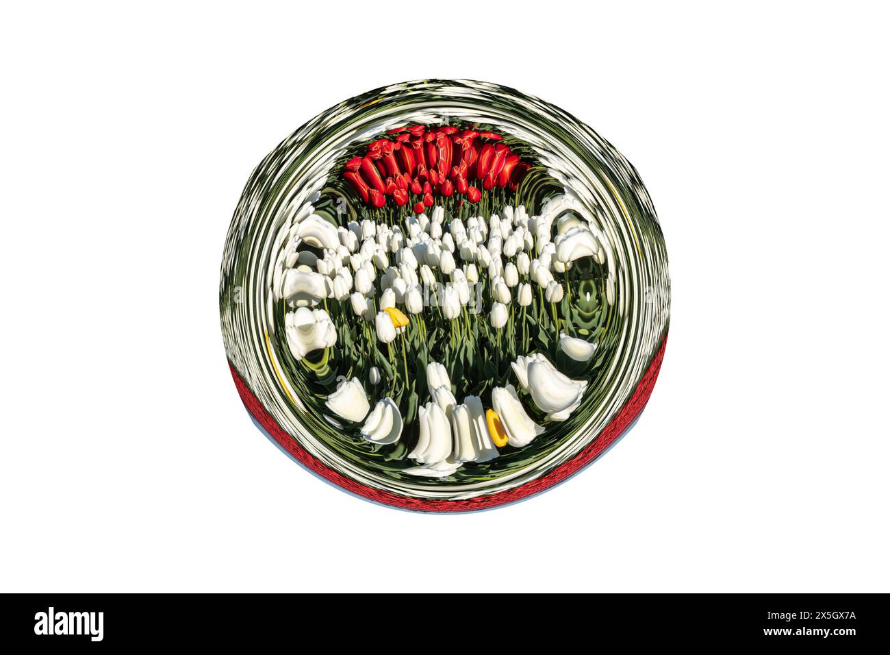 WA25200-00...WASHINGTON - immagine vorticata di file di tulipani colorati in un campo commerciale per fiori e bulbi nella Skagit Valley. Foto Stock