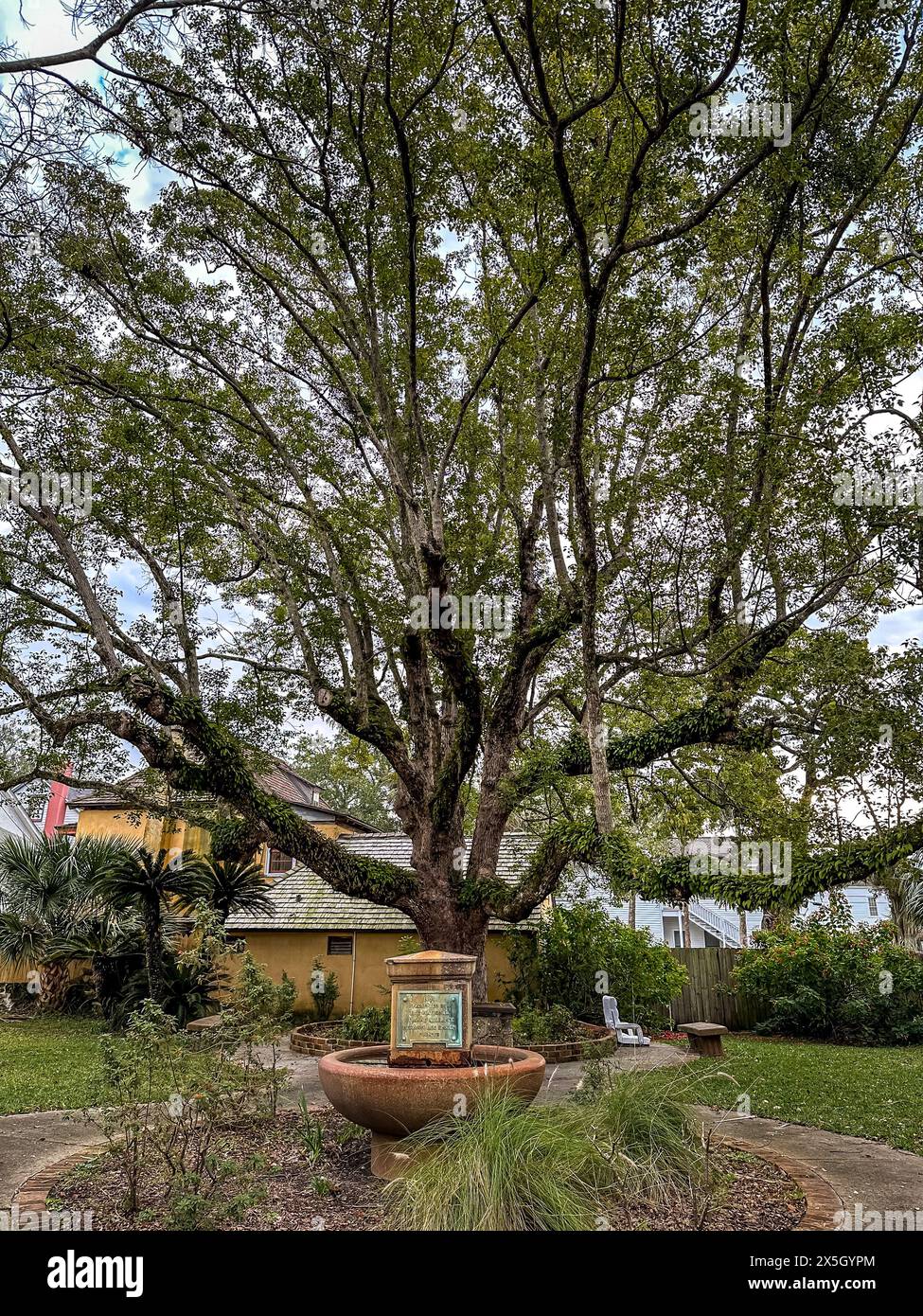 Storica fontana con giardino con una targa del 1905 sotto un grande albero di espansione a St. Augustine, Florida Foto Stock