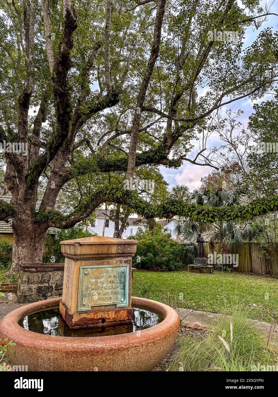 Storica fontana con giardino con una targa del 1905 sotto un grande albero di espansione a St. Augustine, Florida Foto Stock