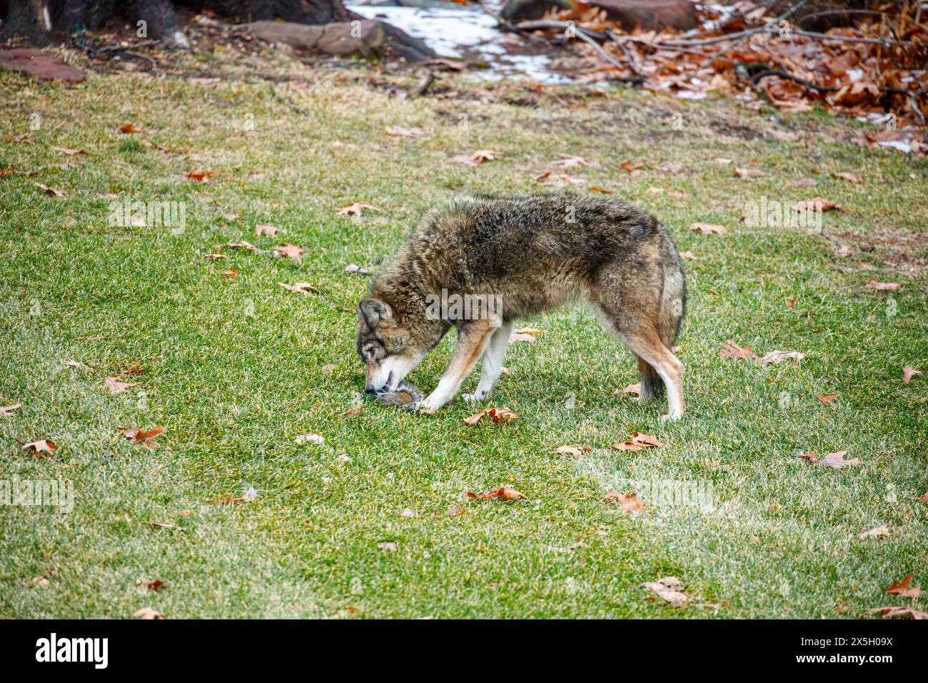 Coyote mangia scoiattolo nel cortile urbano suburbano Foto Stock