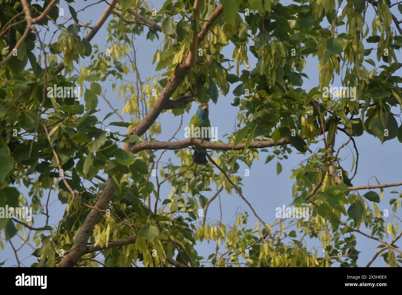 Silguri, Bengala Occidentale, INDIA. 10 maggio 2024. Un uccello kingfisher dalla gola bianca siede su un ramo d'albero a Siliguri. (Credit Image: © Diptendu Dutta/ZUMA Press Wire) SOLO PER USO EDITORIALE! Non per USO commerciale! Foto Stock