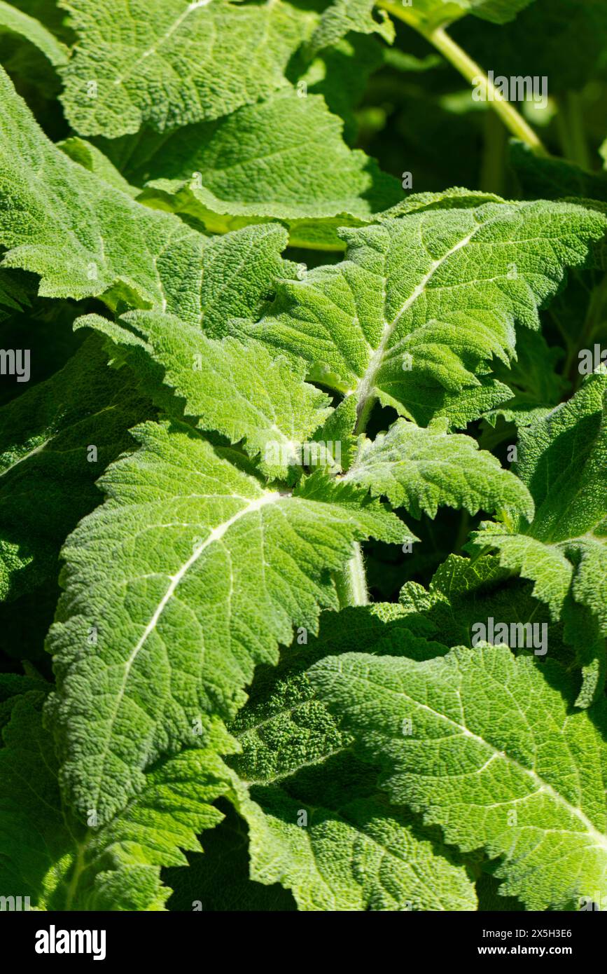 Primo piano di foglie e boccioli di clary (Salvia sclarea), Ternitz, bassa Austria, Austria Foto Stock