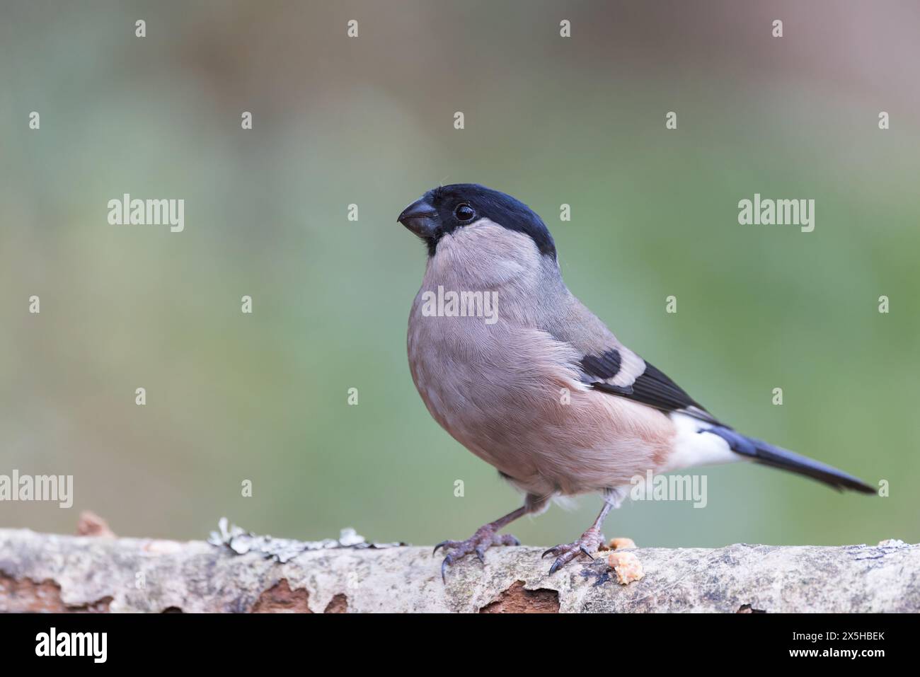 Eurasian Bullfinch [ Pyrrrhula pyrrhula ] su vecchio tronco, Regno Unito Foto Stock