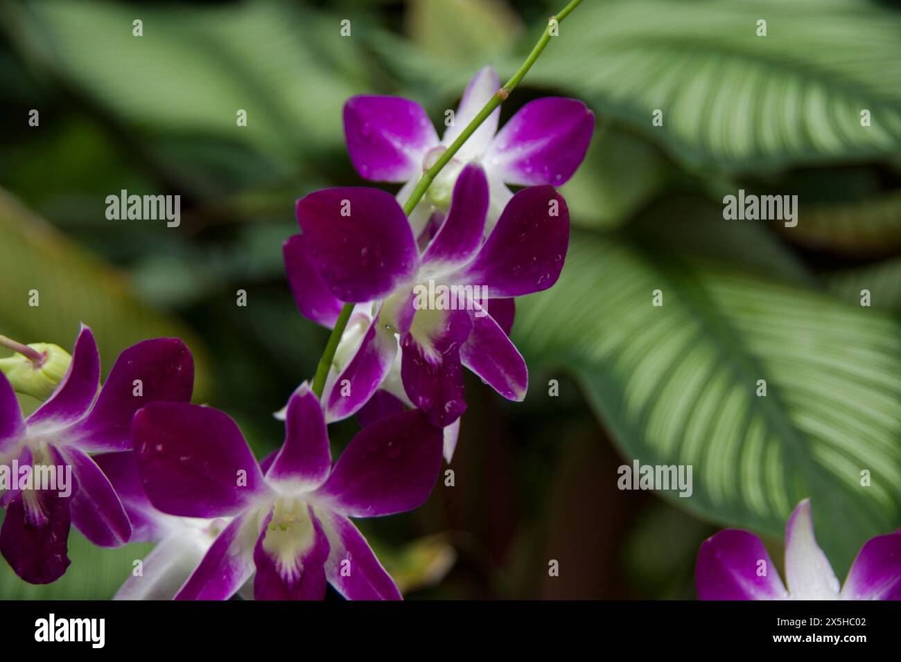 Bell'esempio di orchidea viola visto al Giardino Botanico di Singapore 2024 Foto Stock