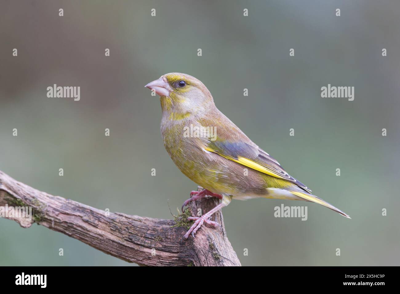 Greenfinch europeo [ Chloris chloris ] uccello maschio sul vecchio ramo morto Foto Stock