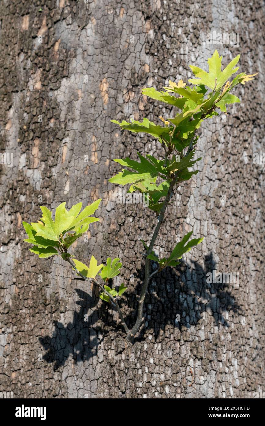 Danza della natura. Ramoscelli con foglie verdi sull'Old Bark Tree. Luce e ombra. Foto Stock