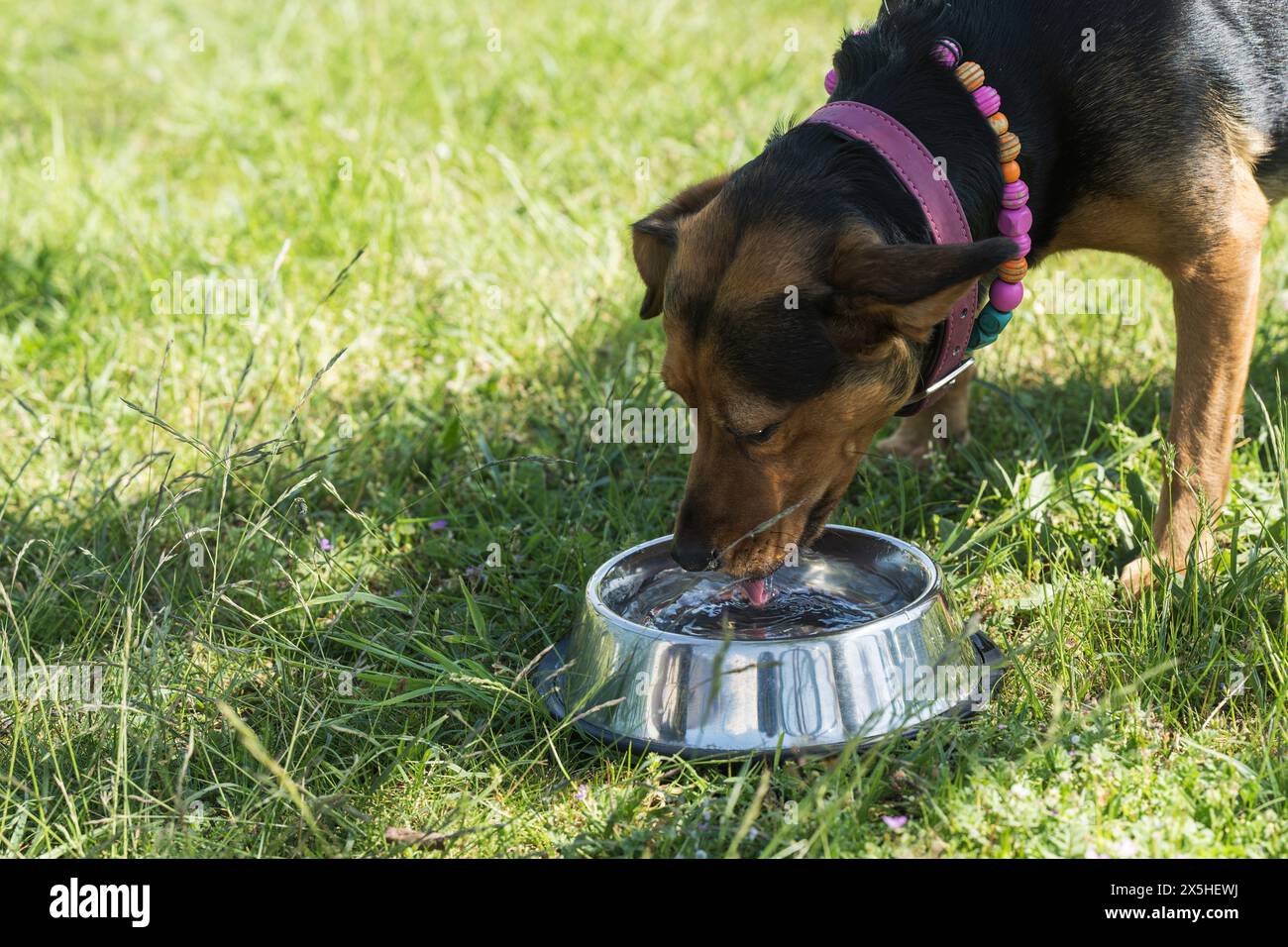 Molto importante quando fa caldo, il cane ha bisogno di qualcosa da bere Foto Stock