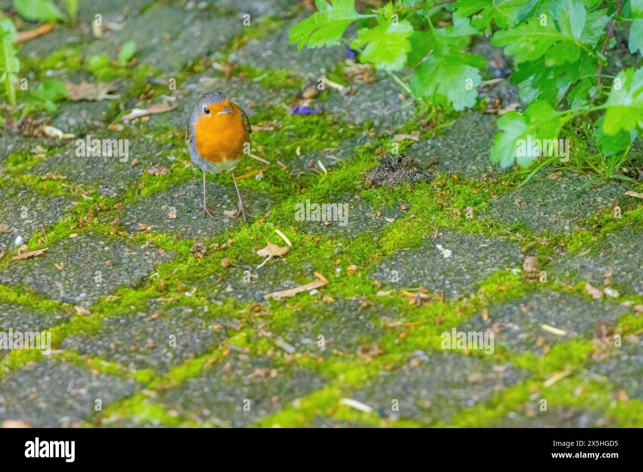 Primo piano di rapina uccello che si aggreda a terra al parco Foto Stock