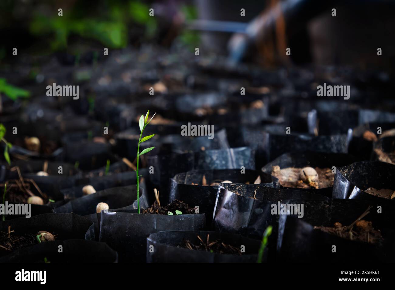 Piantare dei Melientha suavis, per il settore agricolo. Foto Stock