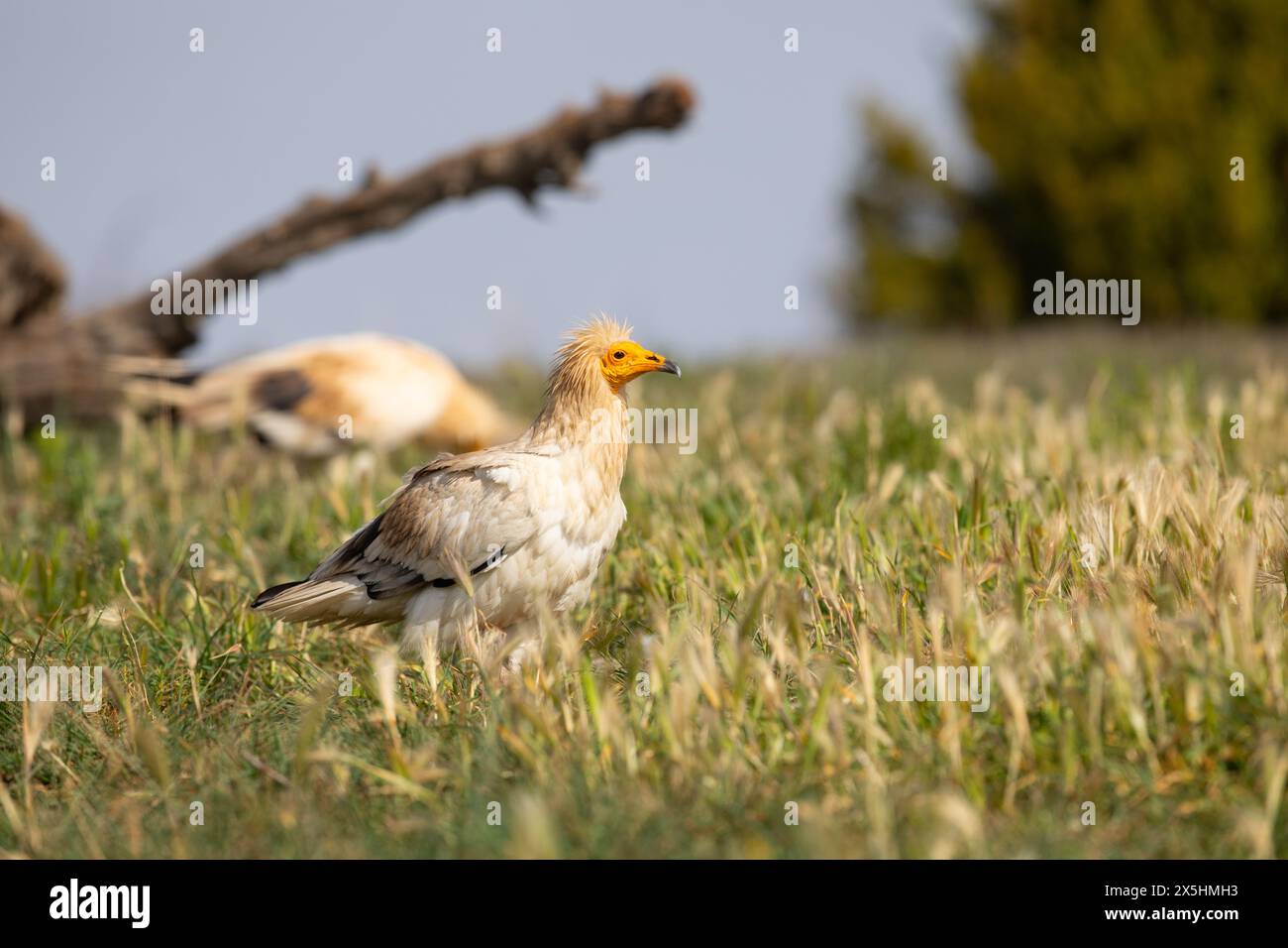 L'avvoltoio egiziano in pericolo di estinzione globale (Neophron percnopterus) fotografato nelle montagne della Catalogna, in Spagna. Foto Stock