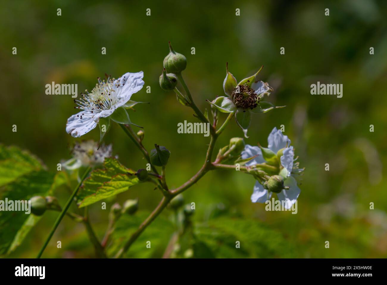 Fiore di mirtillo europeo Rubus caesius in estate. Foto Stock