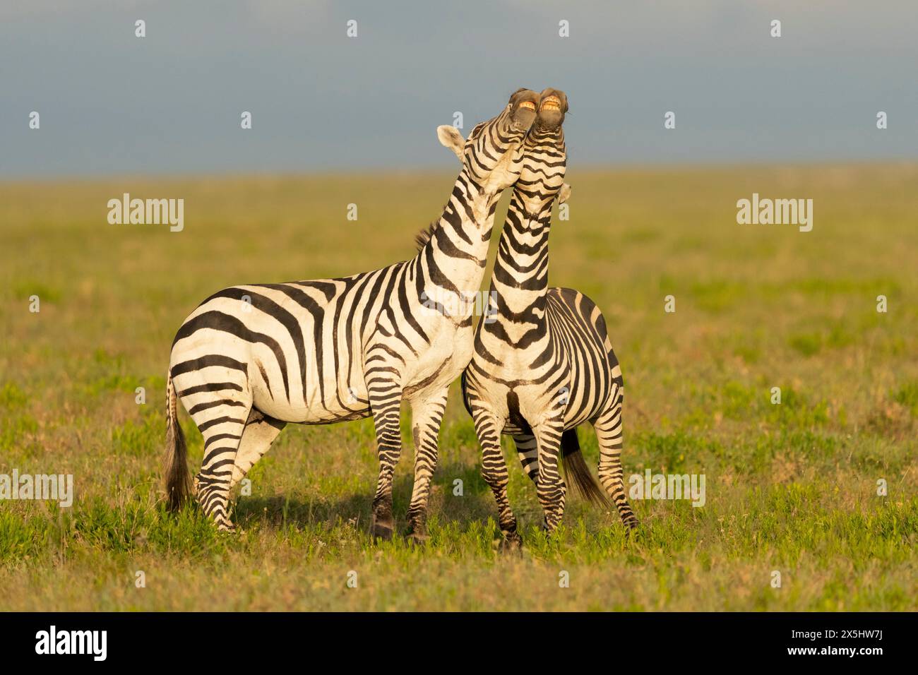 Africa, Tanzania. Due zebre si scontrano e giocano. Foto Stock