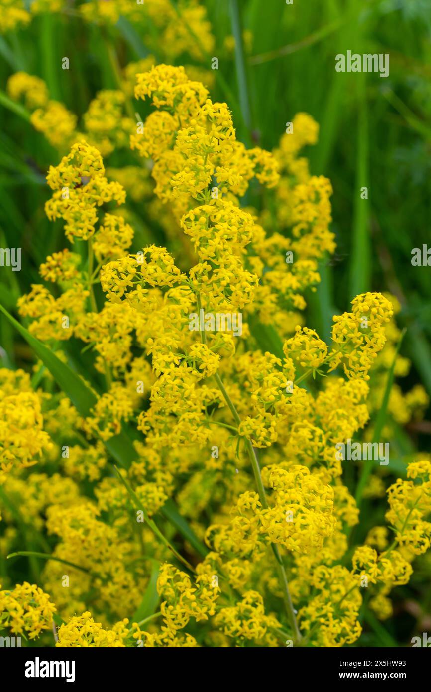 Galium verum, paglierino per signora o paglierino giallo, pianta a basso strapazzamento, foglie larghe, verde scuro lucido, peloso sotto, fiori gialli e prodotto io Foto Stock