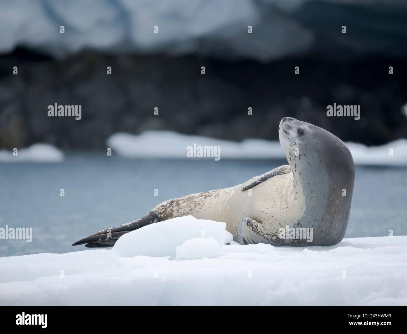 Foca leopardata (Hydrurga leptonyx) sul ghiaccio di Port Lockroy a Wiencke Island, Antartide. Foto Stock