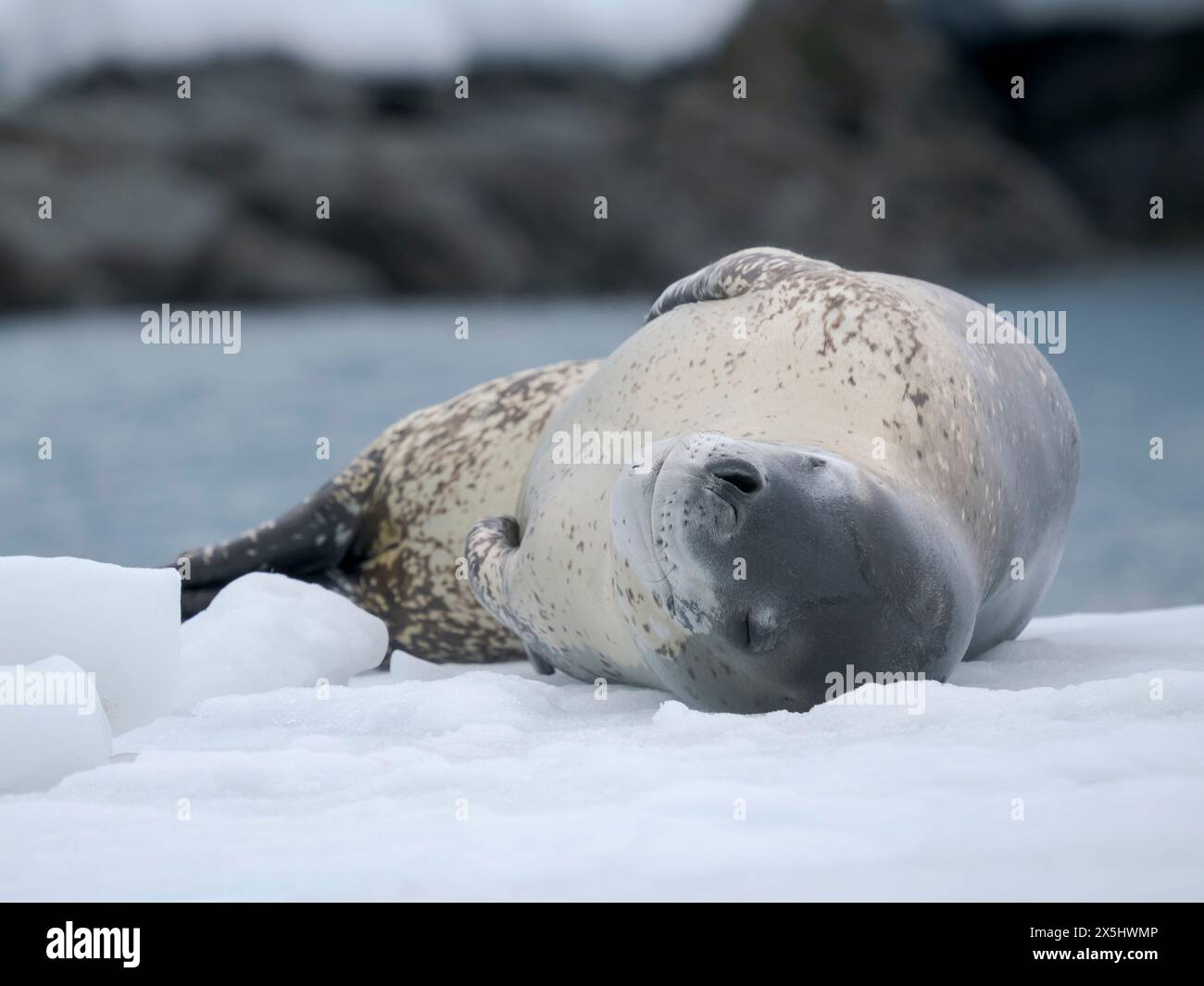 Foca leopardata (Hydrurga leptonyx) sul ghiaccio di Port Lockroy a Wiencke Island, Antartide. Foto Stock