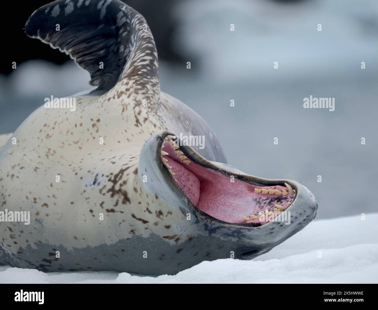 Foca leopardata (Hydrurga leptonyx) sul ghiaccio di Port Lockroy a Wiencke Island, Antartide. Foto Stock