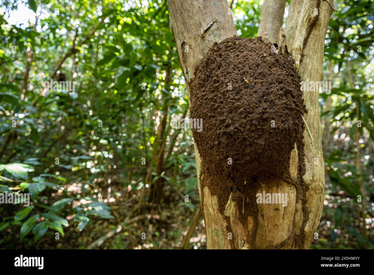 Nido di formiche e termiti in un albero Foto Stock