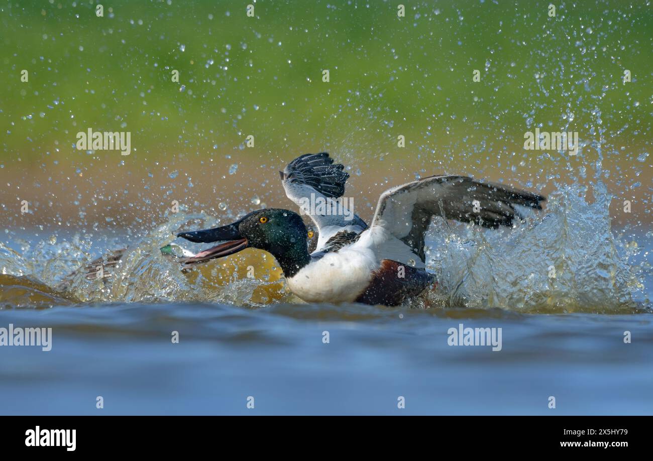 Coppia di maschi in lotta Northern Shovelers (Spatula clypeata) in una dura battaglia con le ali sollevate sullo stagno d'acqua nella stagione riproduttiva primaverile Foto Stock
