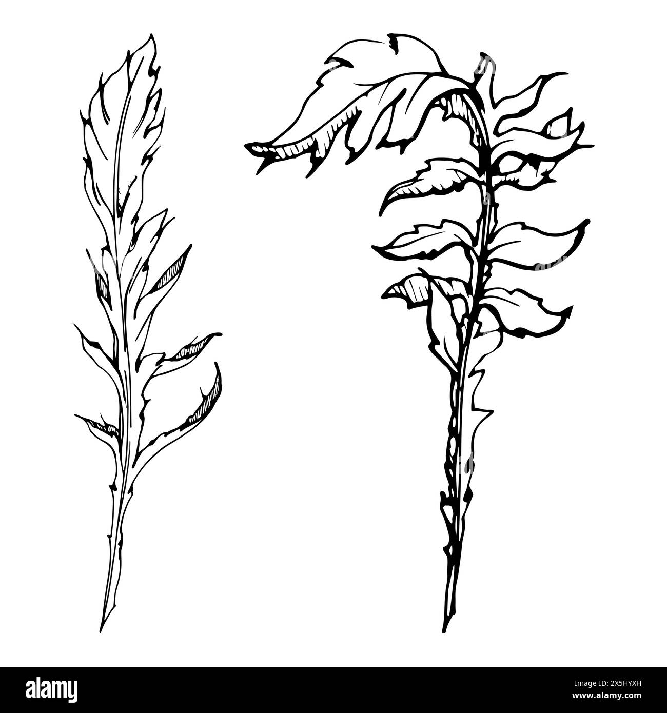 Set vettoriale di elementi con foglie di papavero estivo disegnate a mano. Isolato su sfondo bianco. Illustrazione grafica botanica. Progettare gli inviti Illustrazione Vettoriale