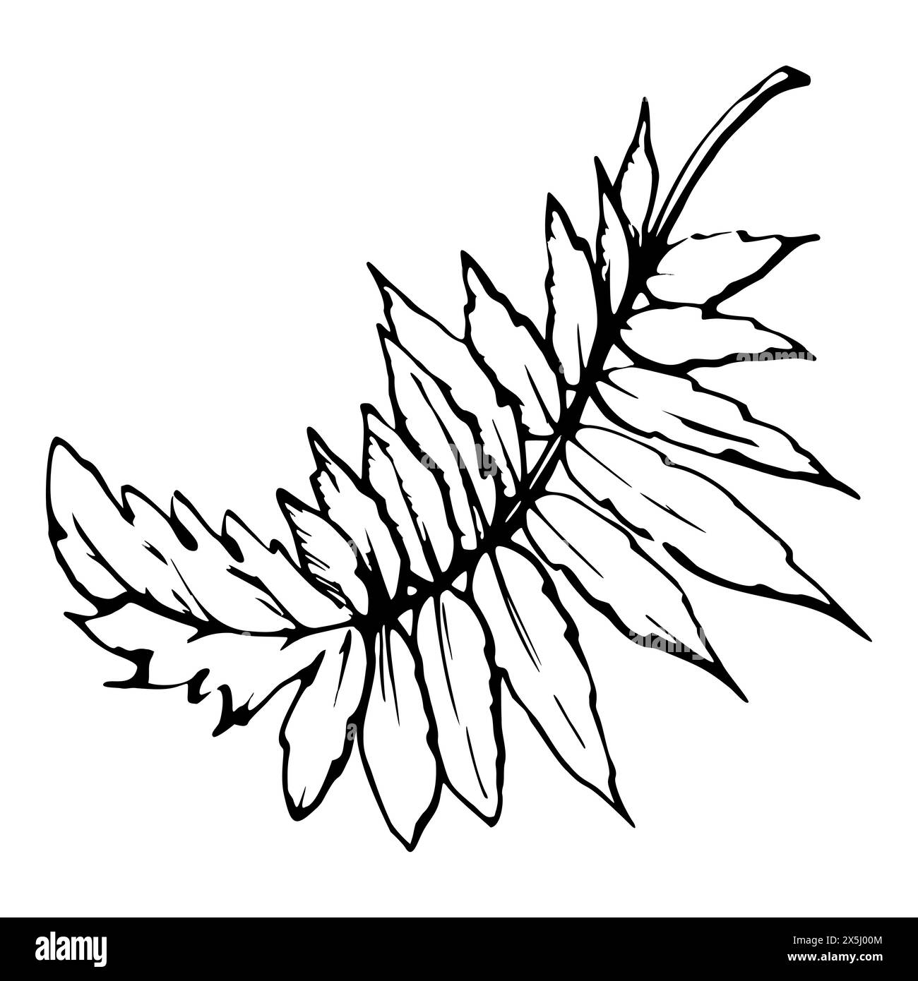 Set vettoriale di elementi con foglie di papavero estivo disegnate a mano. Isolato su sfondo bianco. Illustrazione grafica botanica. Progettare gli inviti Illustrazione Vettoriale