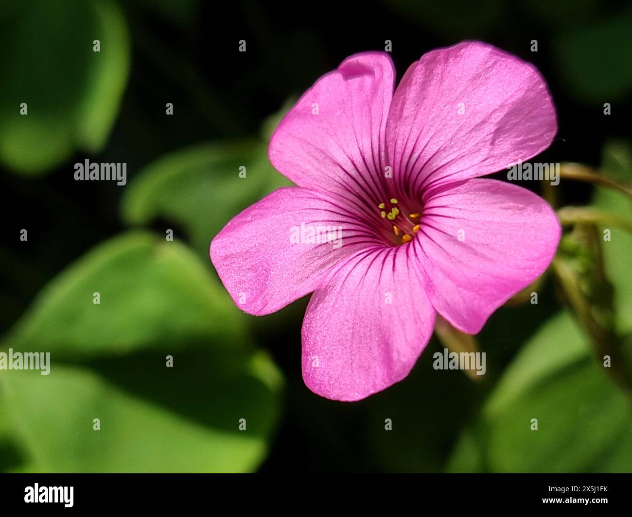 Oxalis Articulata Foto Stock