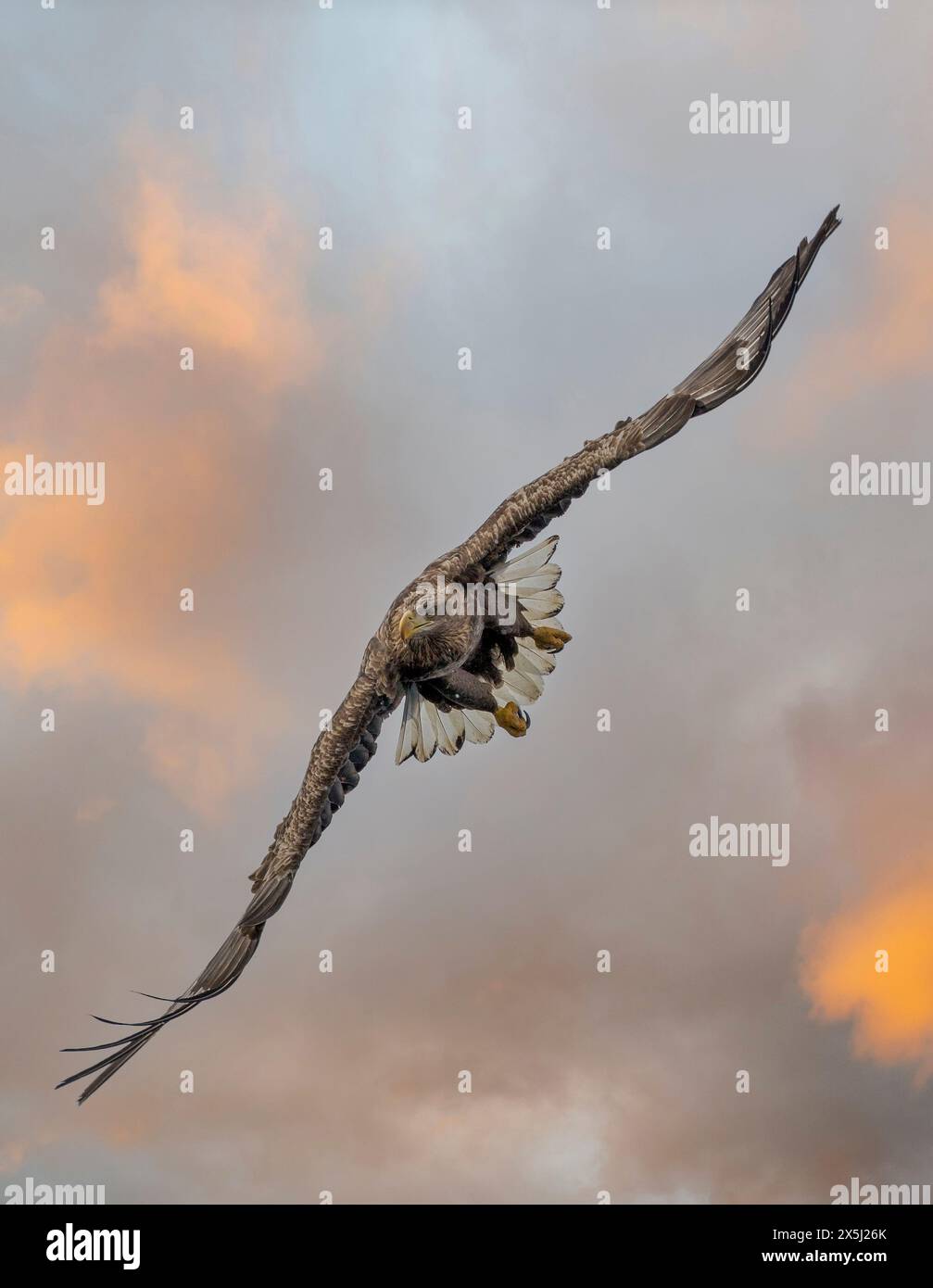 Giappone, Hokkaido. Composito digitale di cielo e aquile volare Foto Stock