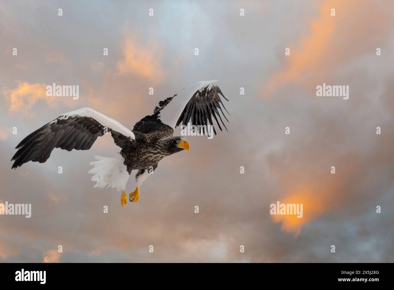 Giappone, Hokkaido. Composito digitale di cielo e Stellar Sea Eagle Foto Stock