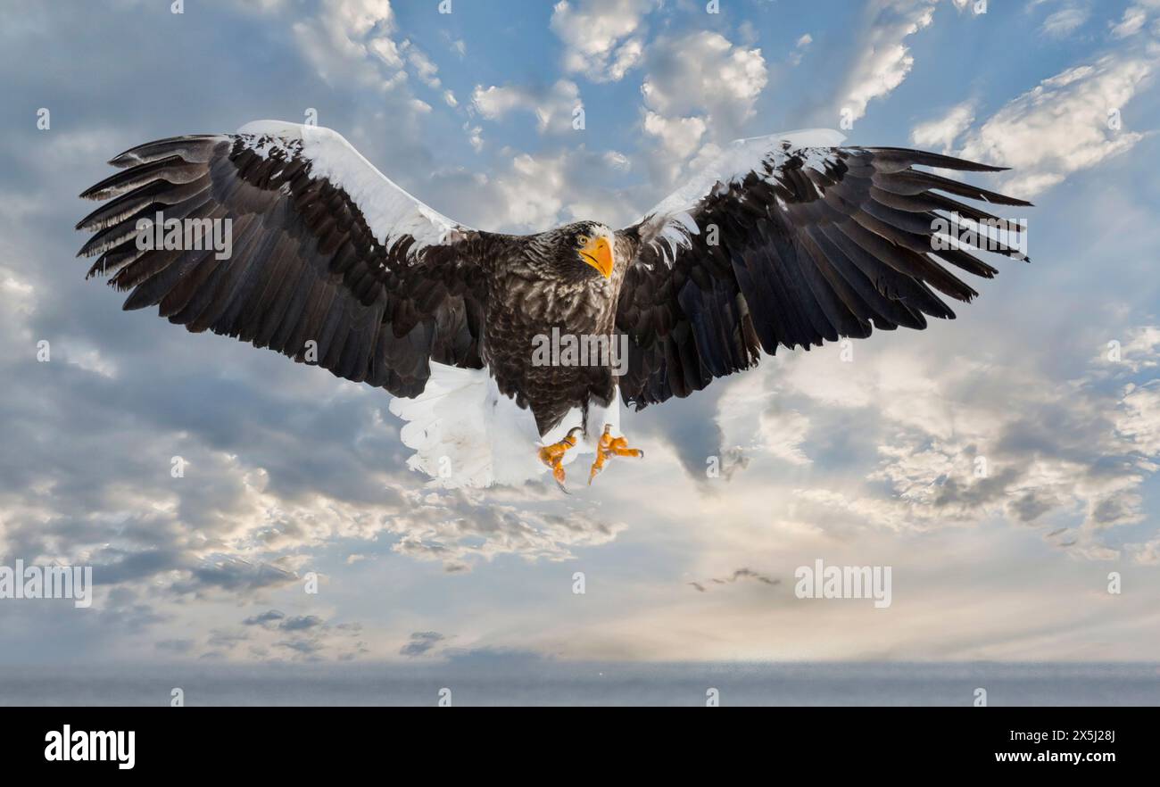 Giappone, Hokkaido. Composito digitale di cielo e Stellar Sea Eagle Foto Stock