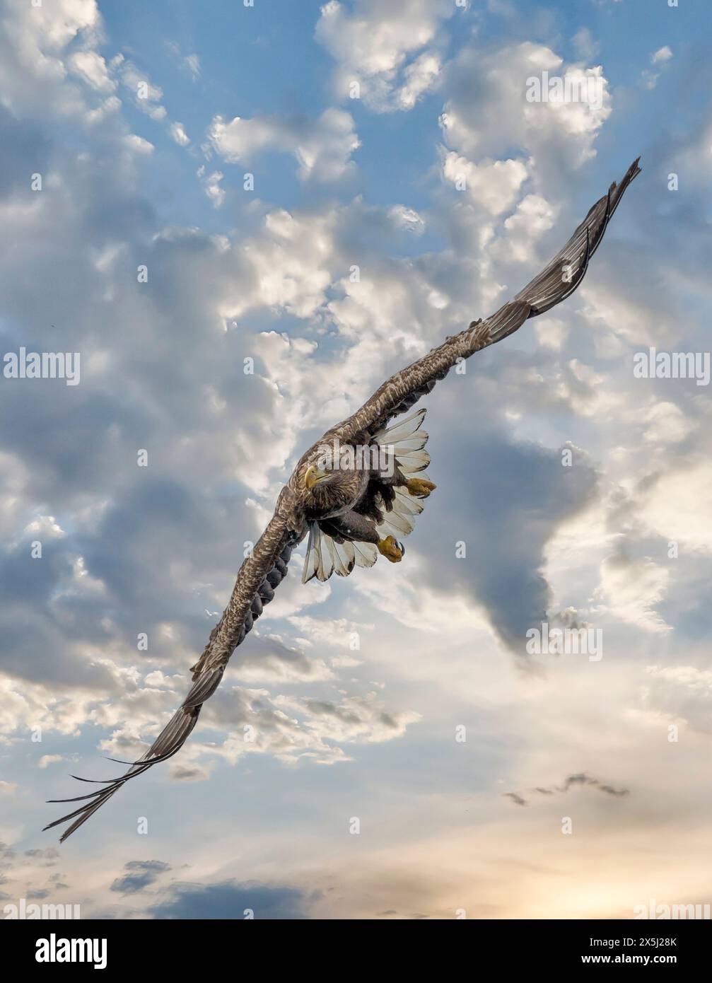 Giappone, Hokkaido. Composito digitale di cielo e aquile volare Foto Stock