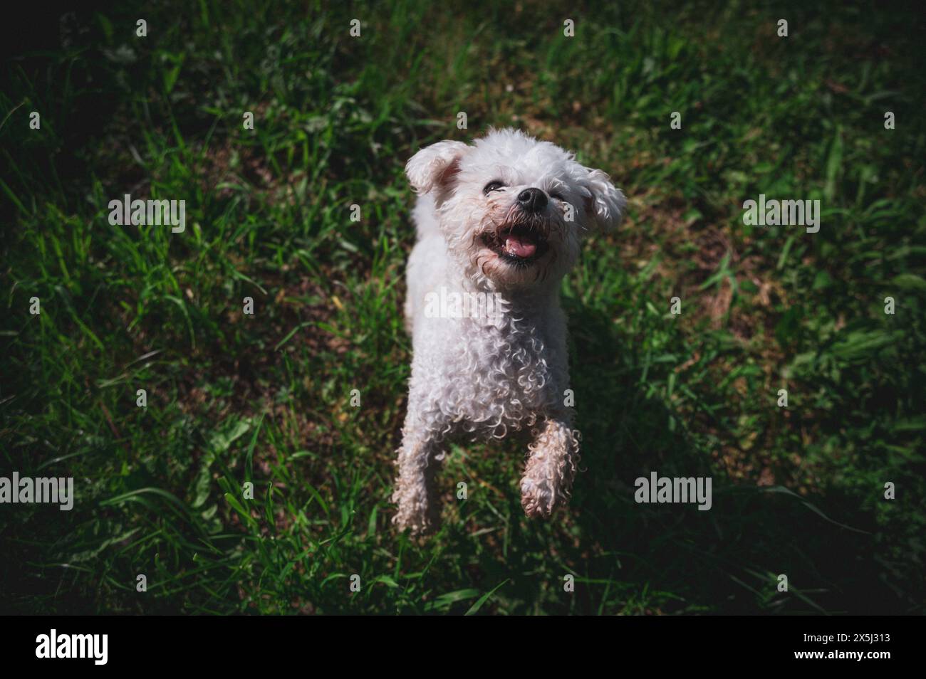 Piccolo cane che cammina nell'erba e che ha momenti felici con il suo proprietario, che cammina con il cane, Foto Stock
