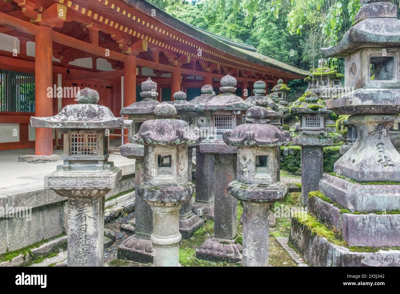Giappone, Nara. Lanterne del santuario Kasuga Foto Stock